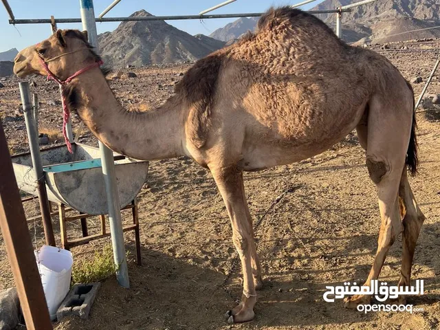 بكرة للبيع