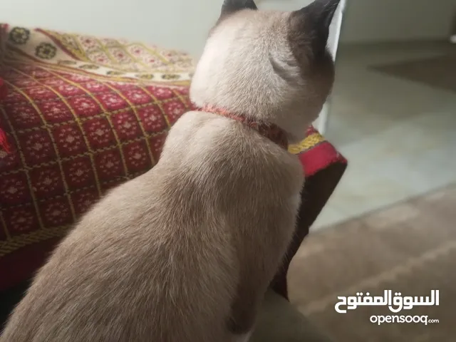 ذكر قطَ سيامي فصيلة (سانشو) ويعتبر من نوادر قطط السيامي