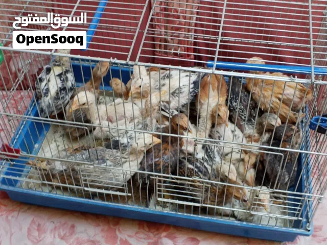 صوص دجاج بلدي صحه ونضافه