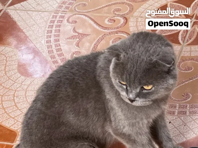 قطة للتبني