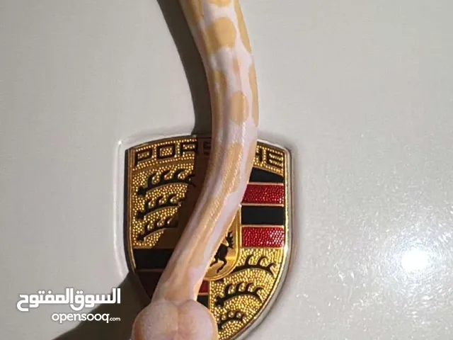 ثعبان بول بايثول البينو