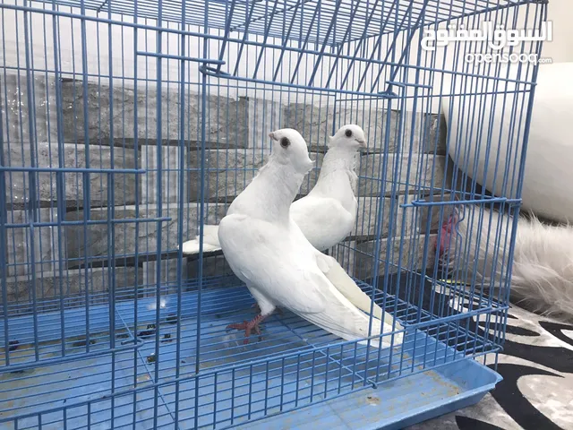 مطلوب ارافل شوف الوصف