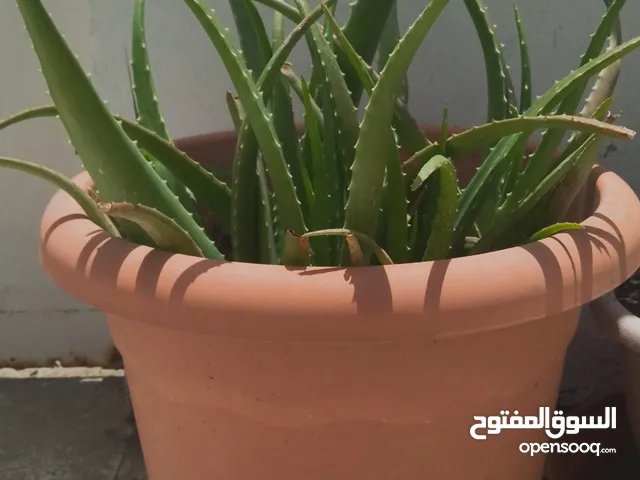 Plant Pot with Aloe Vera plant