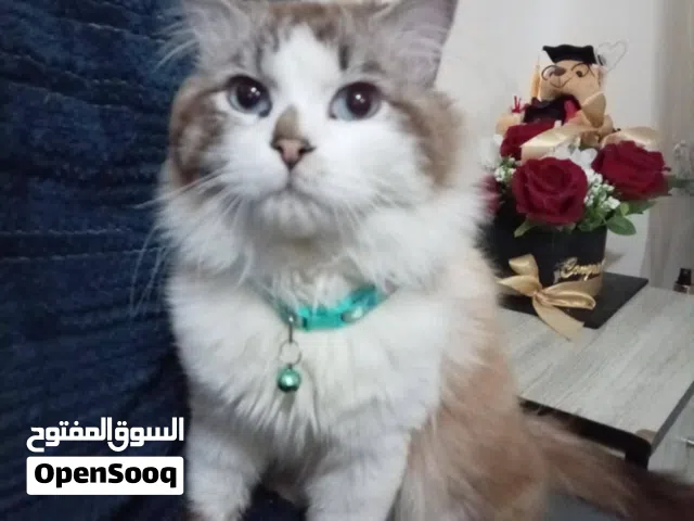 ذكر مكس للبيع