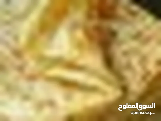 خباز فطاير صاج+طباخ محروقات