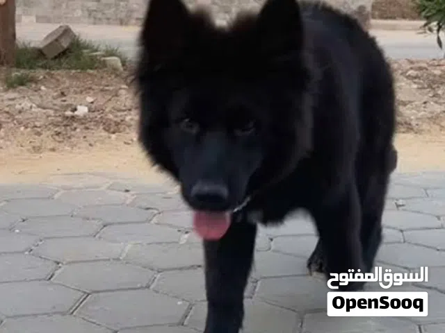 مطلوووب جيرمن للتبني