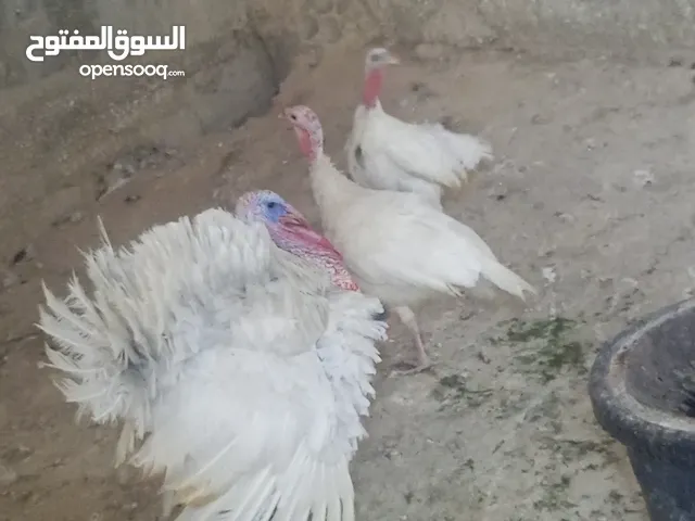 طقم حبش ابيض