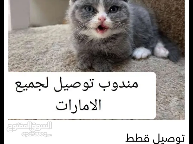 توصيل قطط ومستلزماتها