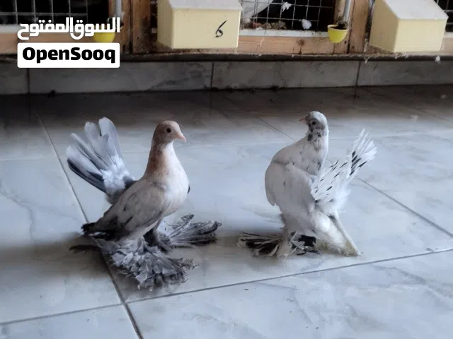 الله يبارك ماشاء الله احضان روسي طرف مبروص وطرف الموند سروال دج سعرهم 500
