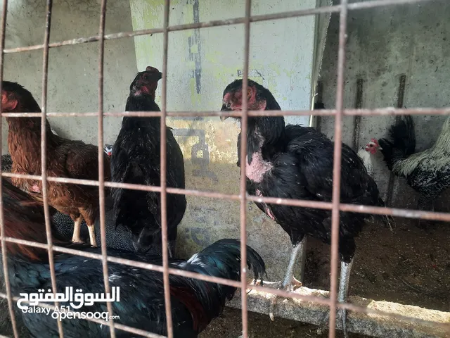 دجاج بلدي وفرعوني وفيومي ولمبرغين