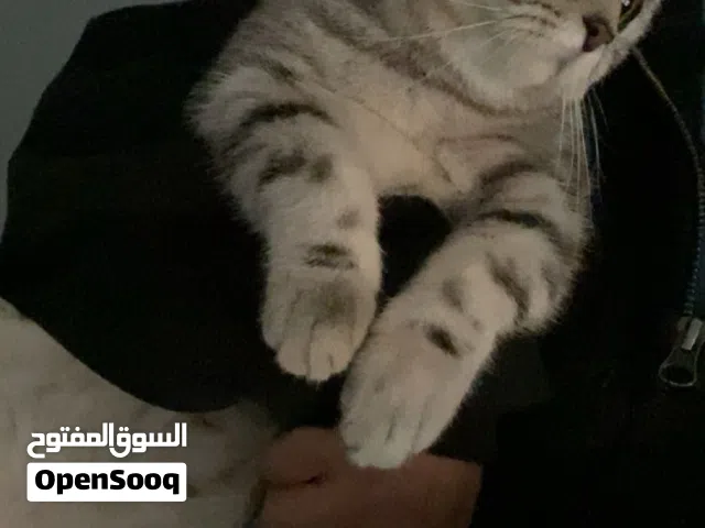 نثيه طالبه تزاوج الي يبي يعرف نوعها عمرها يتواصل واتساب ولا يكلمني غير ااجااااادددد