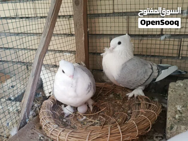 شباب ستلايت الاج خط اول ونقيات درجه اولا وامبيضات يعني ضمانهن جواهن بيع او مراوس الوصف ضروري