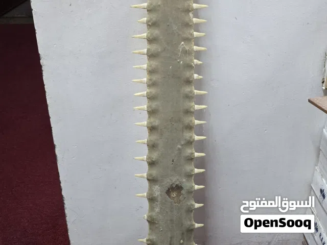 للبيع منشار قرش