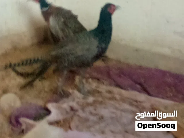 ذكر فزنت الدراج جاوا اقرا النص