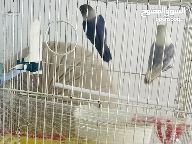موجود جوز فيشر للبيع او للبدل