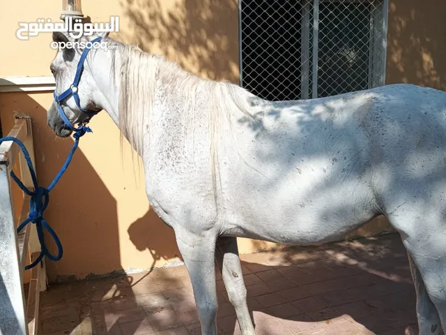 3خيول عربية فحول بدون جواز اعمارهم 7سنوات الى 8 سنوات مع خيل انثى 1 للبيع لمن يهمهم التواصل معي