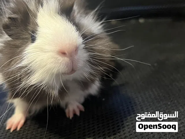 وبر فرنسي غيني بيق