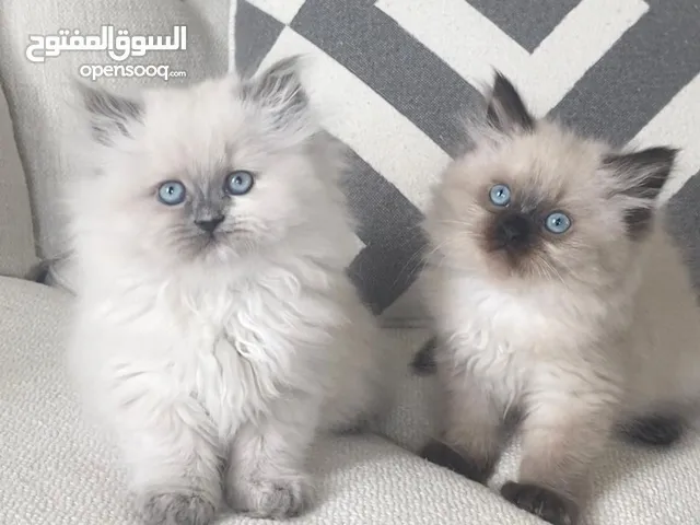 Ragdoll kittens for free adoption