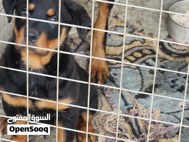 جرو ذكر روت وايلر 75 يوم دم نقي ملقح ودفتر صحي