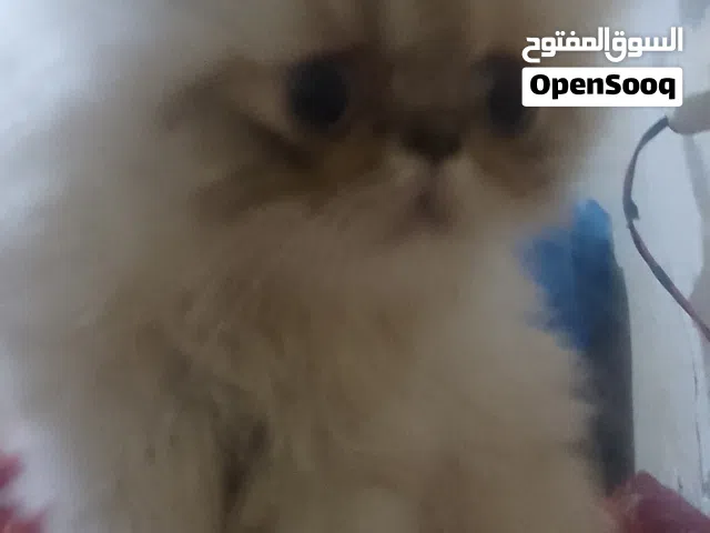 قط هملايا مستوى بجنن عمر 3 شهور