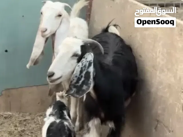 صخول البيع ضروبة افقاني وشامي وعادي كله شعله وحده البيع تواصل رقم سعرهن مليون و 800الف
