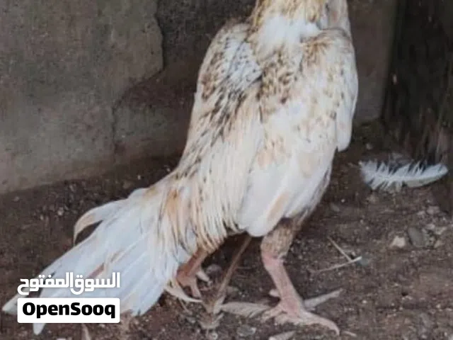 30 ريال قابل بالمعقول
