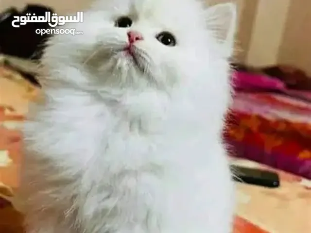 بسة للبيع بسعر مغري سكوتش قولد عمرها من 13 له 14 شهر للي معني يتواصل معي