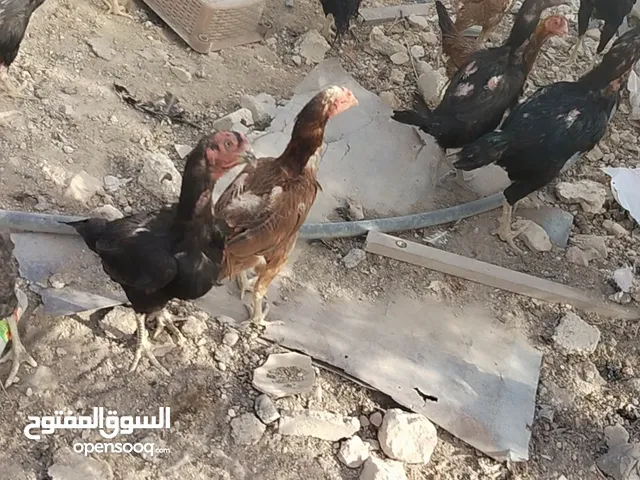 دجاج باكستاني نخب اول فراخ بلدي و لوهمان  للبيع