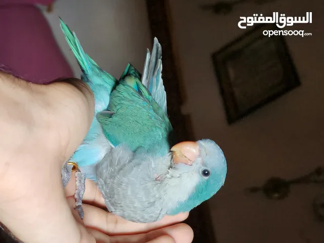 اجمل 3 حتت كويكر بلو