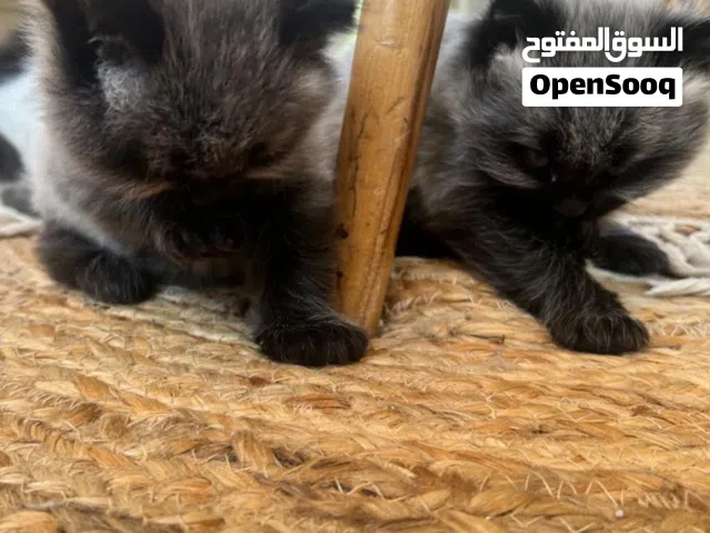 kittens for sale  قطط للبيع