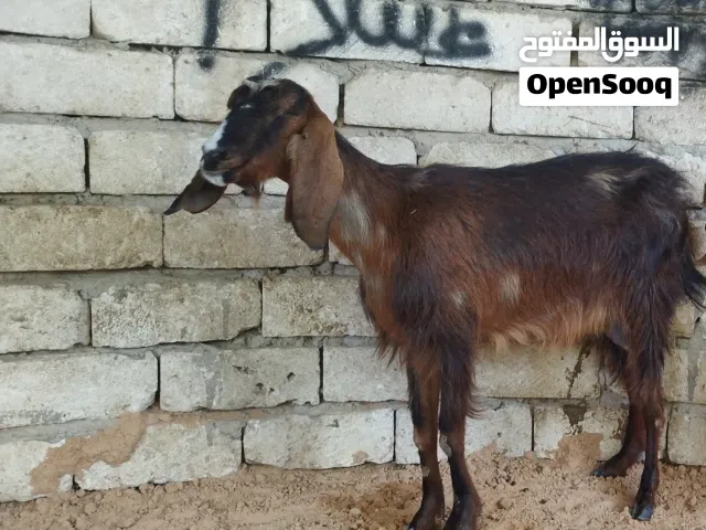 معزه هجين ماشاء الله
