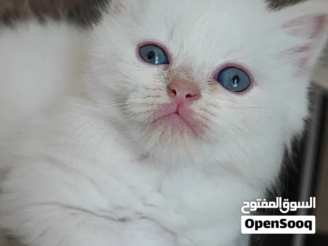 صغار الهملايا ذكر