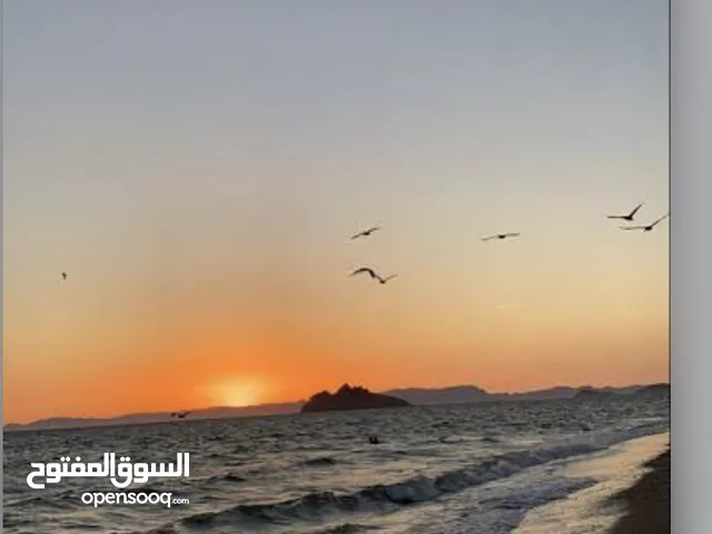هاون