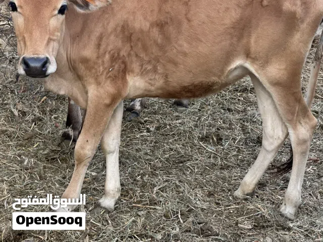 للبيع بقره عمانيه