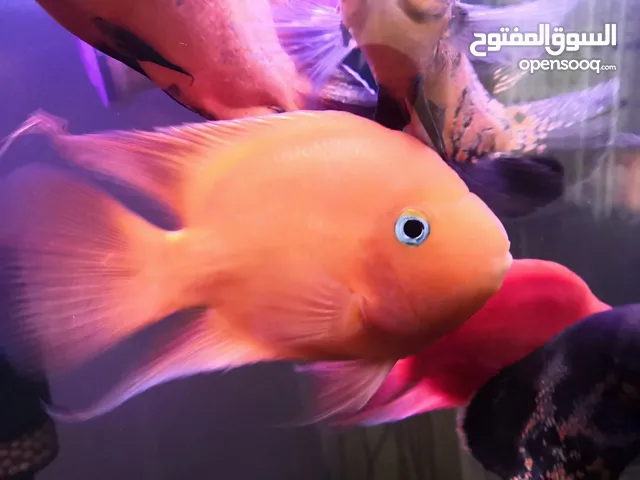 اسماك زينه سمك زينه وحشي احجام كبيره سمك اوسكار + سمك الببغاء اسماك بصحه جيده