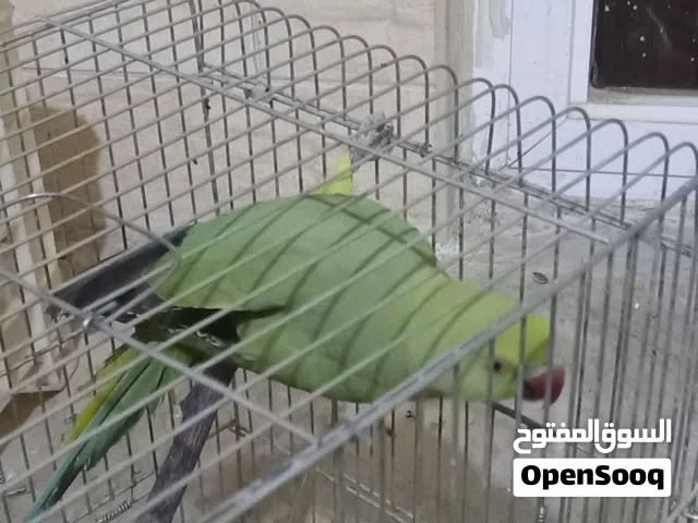 ا انثى دره مع قفص ثلاث معالف لعمر سنتين مش اليفه