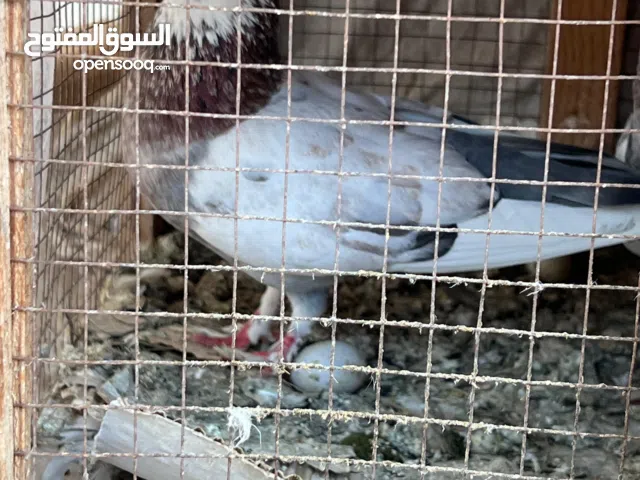 حمامه كرزلي