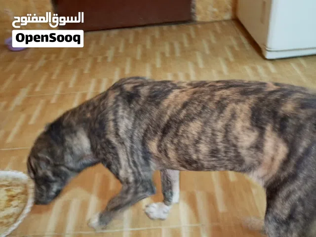 كلبه انثى للبيع او للبدل