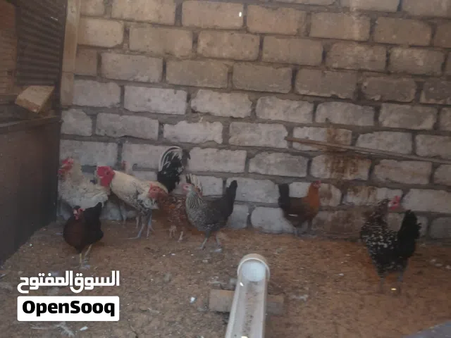 دجاج عربي للبيع