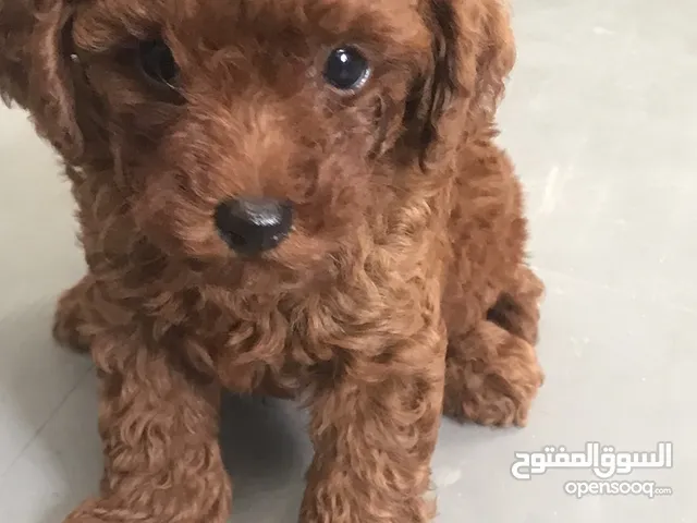 Toy poodle puppy for sale