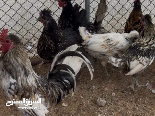 دجاج كويتي منتج