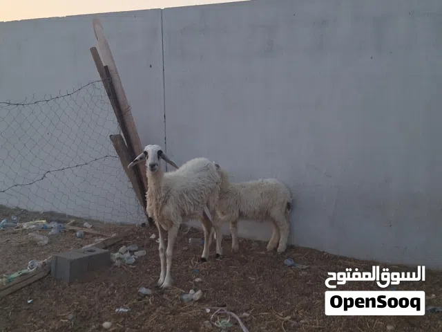 جاعده تحتها كبش للبيع