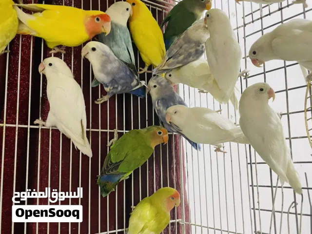 متوفر أزواج غندور امايات منتجات جميع الالوان