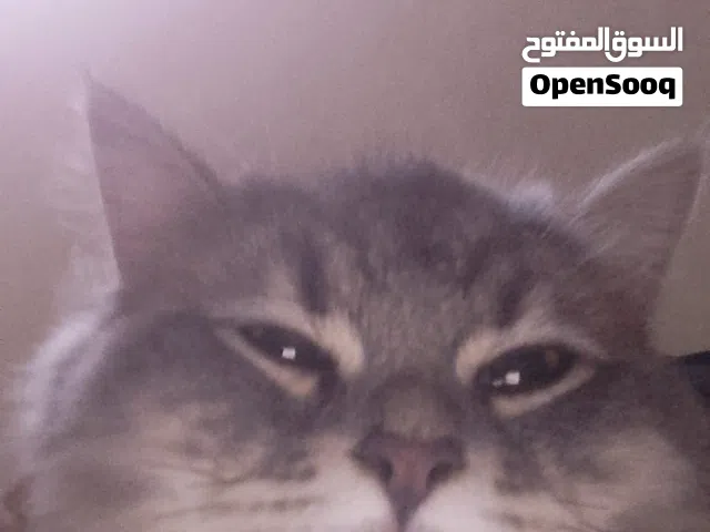 مطلوب قطه انثى