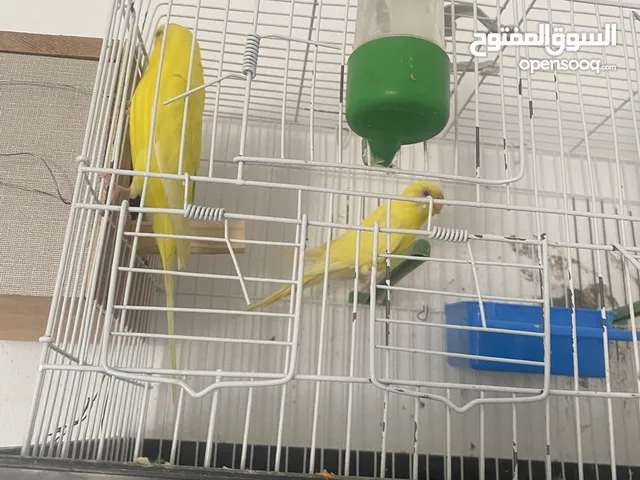 كوبية صفرا