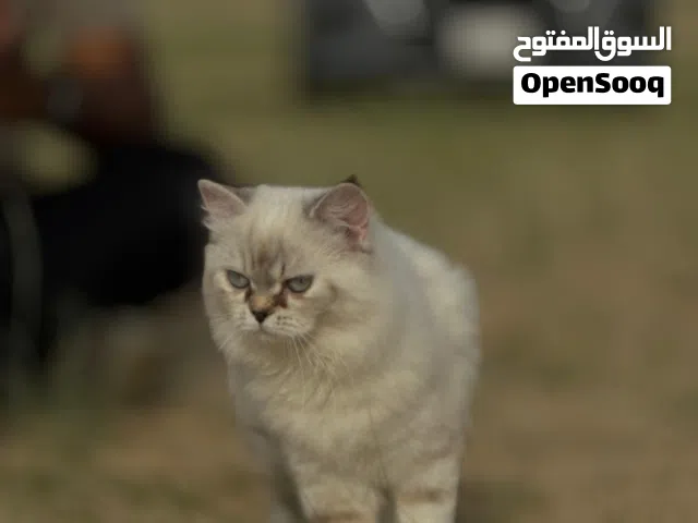 Adorable Cat Pair Looking for a Forever Home