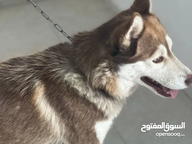 كلب هاسكي اشقر العمر 10 اشهر للبيع