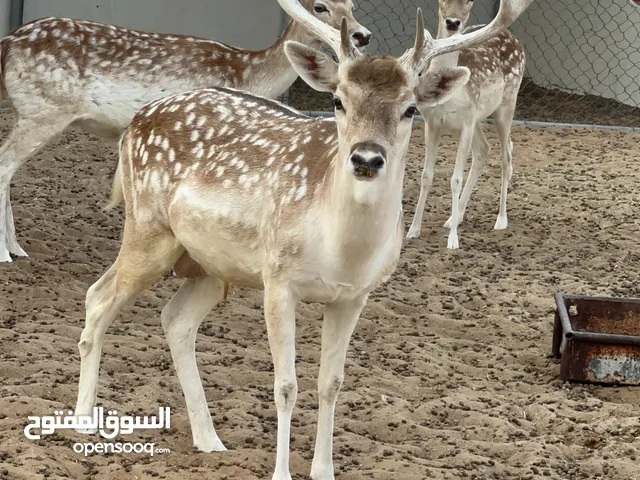 غزال الفلودير الاوروبي