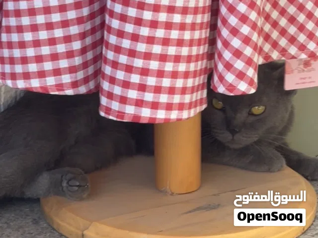 بريتش شورت هير بيور للتبني