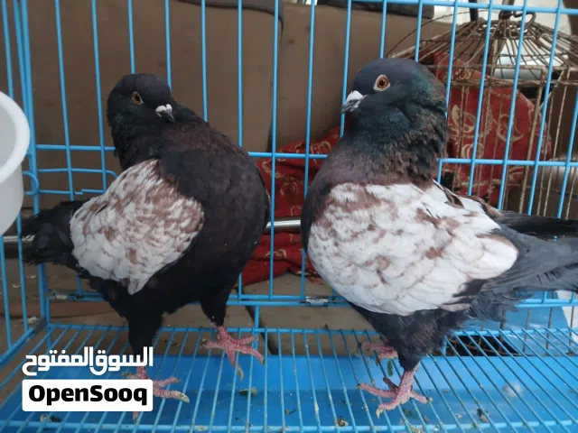 كوبيه ميني مصوقره سعر200 ملاخير